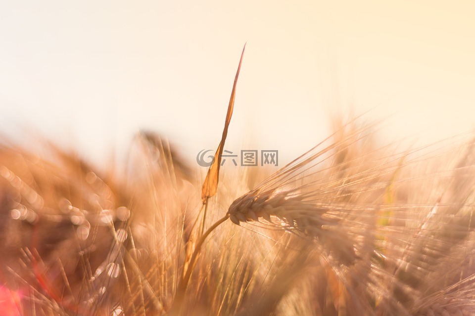 大麥,背光,夕陽