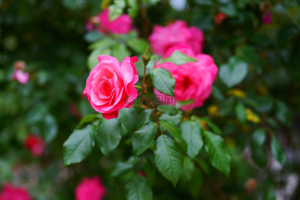 花,开花,玫瑰
