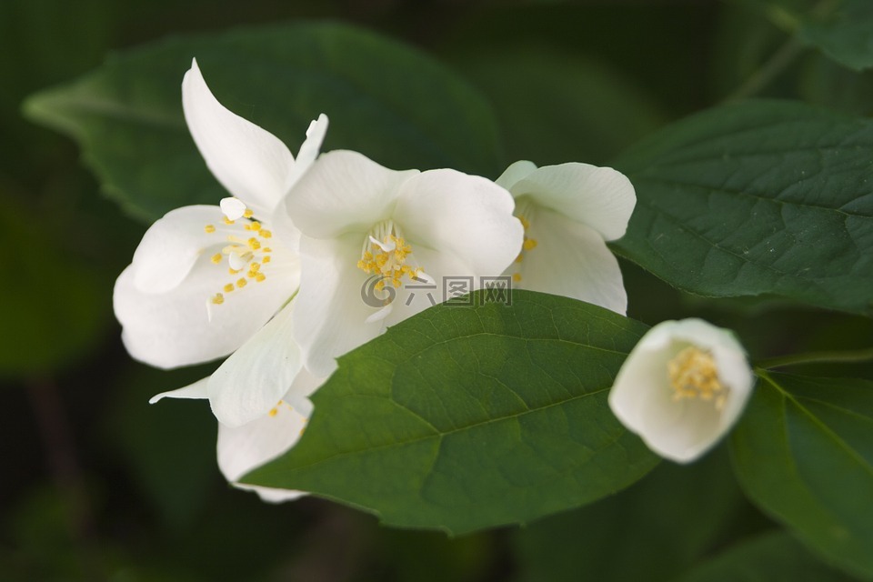 鮮花,白,性質(zhì)