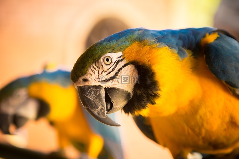 動物,鳥,特寫