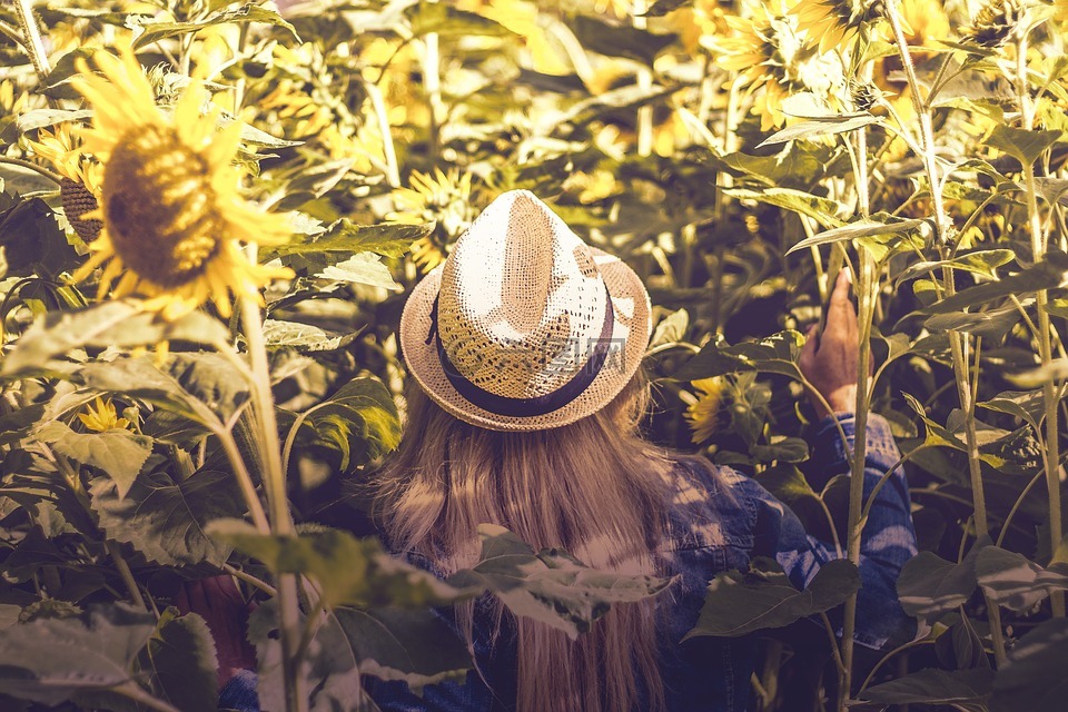 盛開,開花,fedora