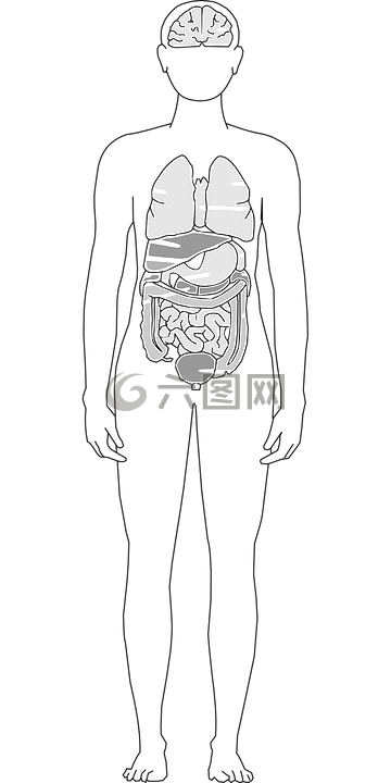機關(guān),解剖,腦