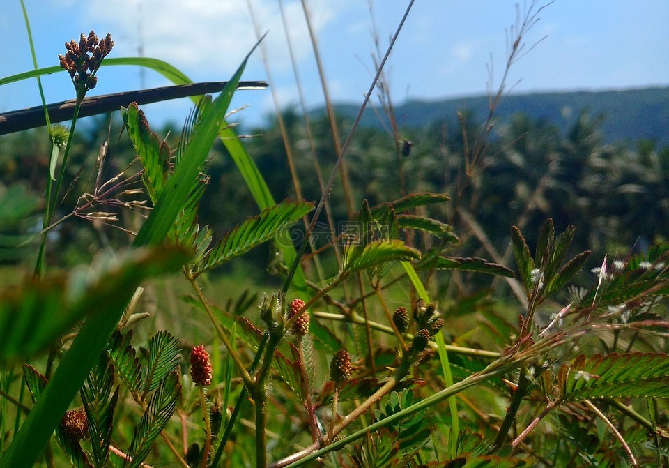 觸摸我不,植物,草