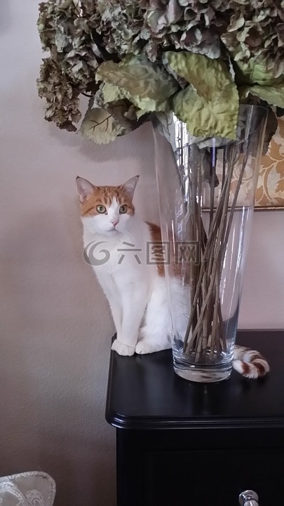 貓,和平,可愛(ài)