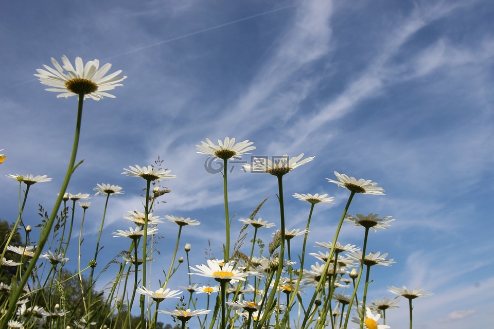 瑪格麗特,leucanthemum,復(fù)合材料
