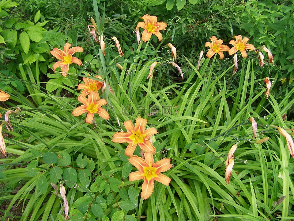 花,開花,自然