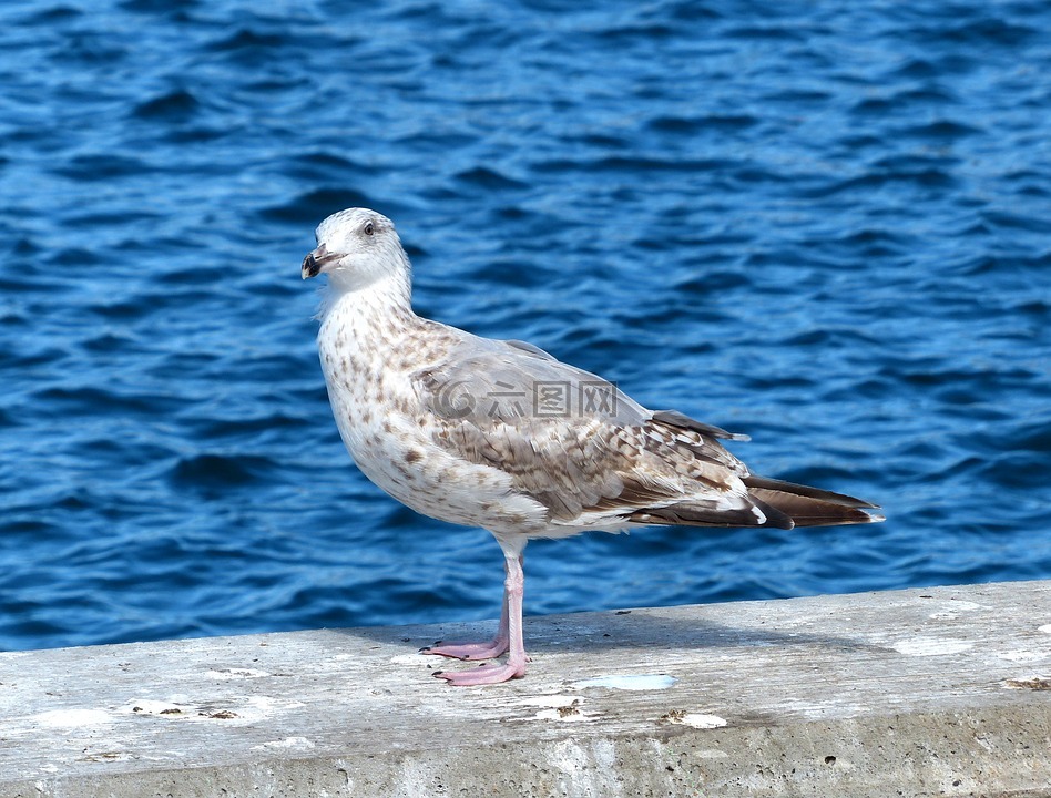 鳥,海鷗,動物