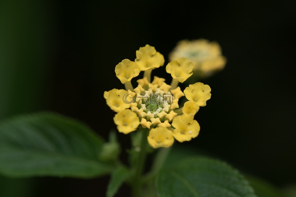 鮮花,植物,花