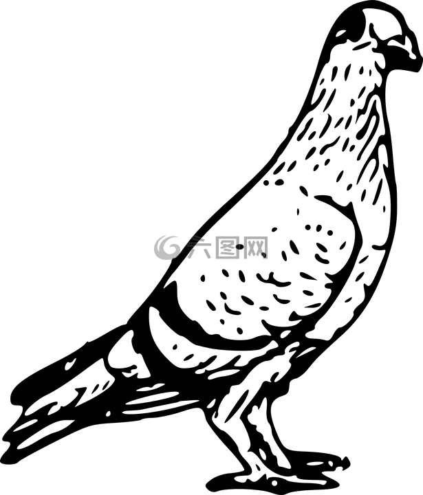 鴿子,動物,生物學
