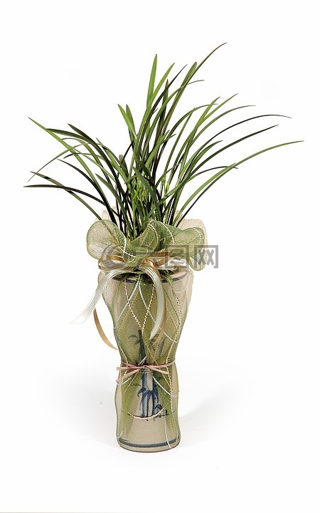 盆栽的植物,禮品,盆景