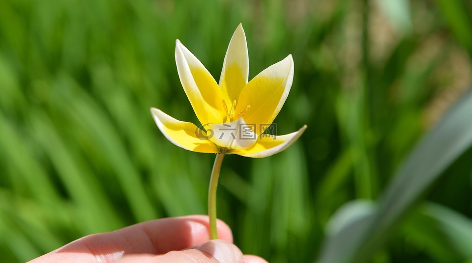 明星郁金香,小星的郁金香,春天的花