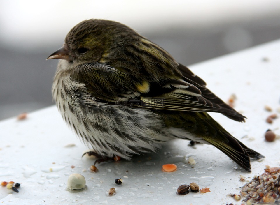 鳥,購買siskins,女性