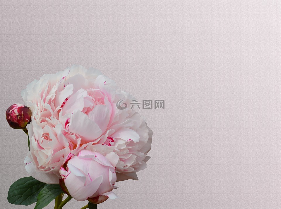 牡丹,粉紅色,芍藥