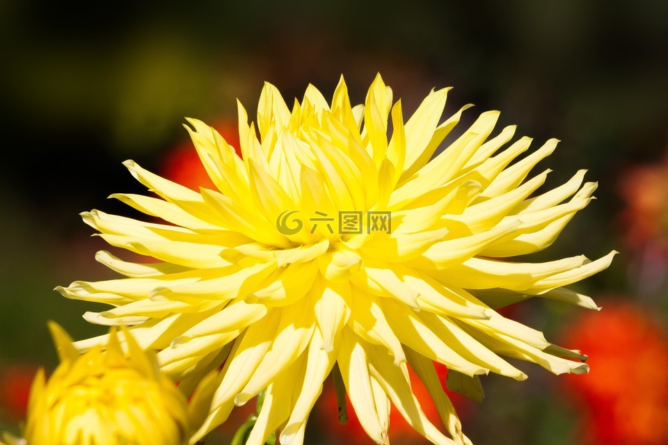 大麗花,嬌琴紗,地?zé)? /></div>
    <div   id=