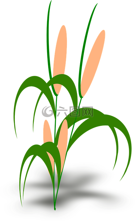里德,植物,機(jī)芯