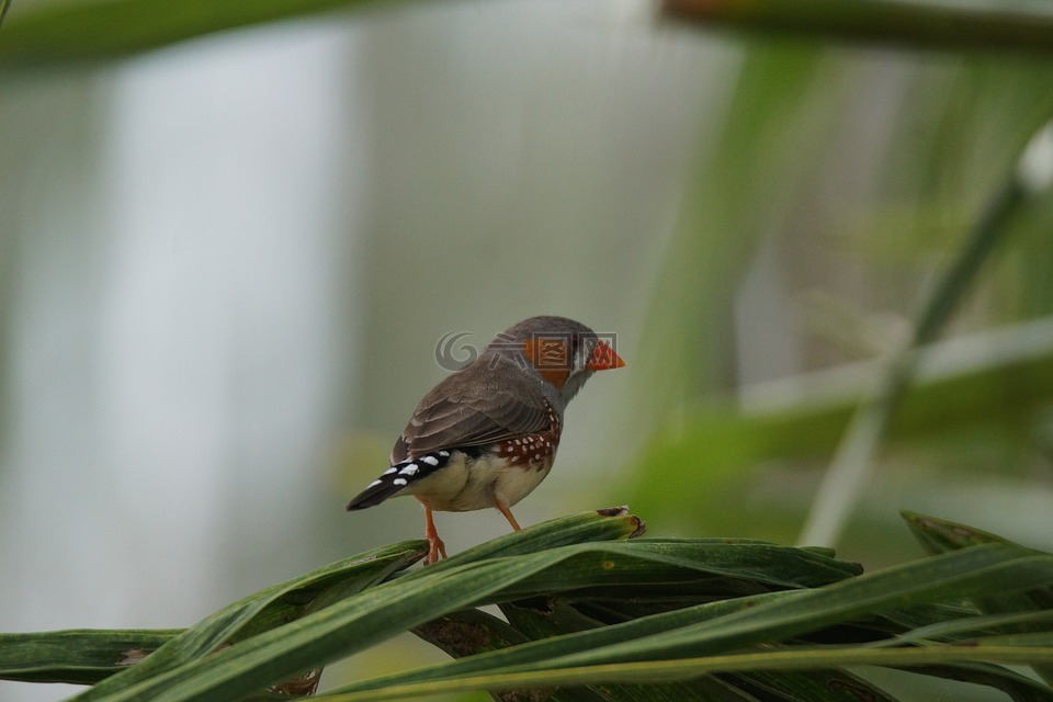 鳥,麻雀,斑馬