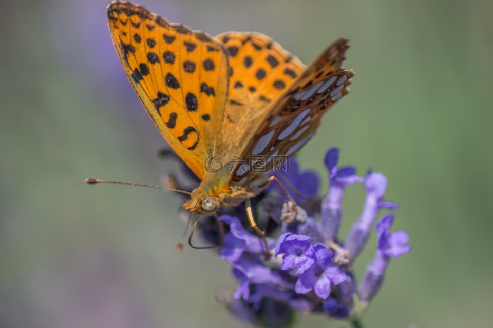 buterfly,薰衣草,特寫