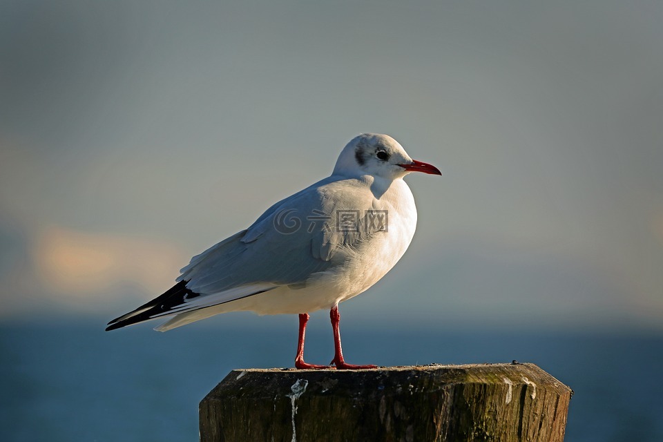 海鷗,鳥,天空