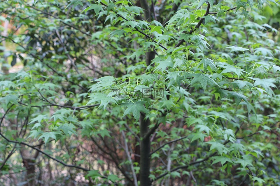 樹(shù),校園內(nèi)小樹(shù),綠樹(shù)