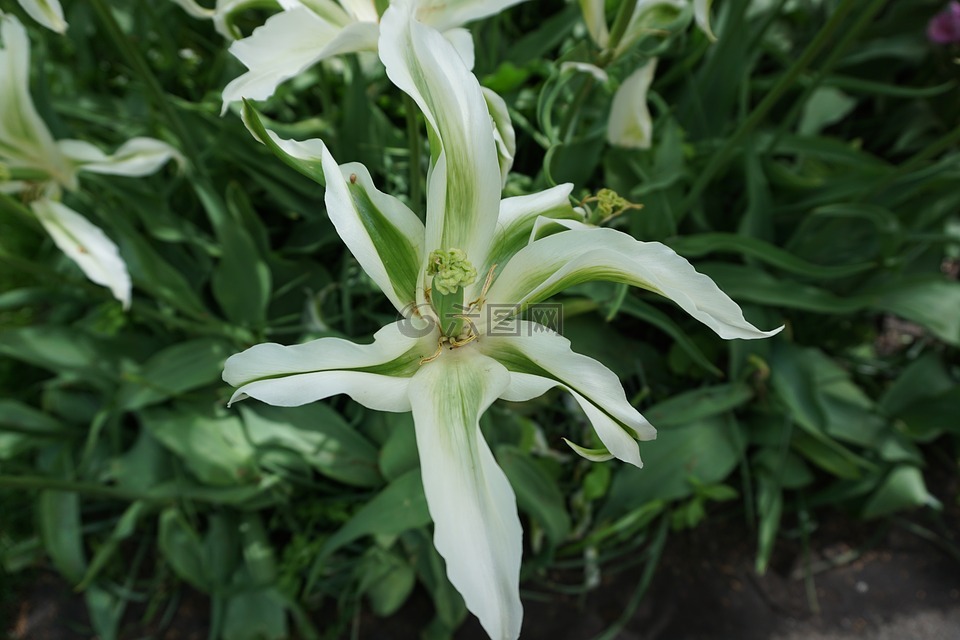 郁金香,白,植物區(qū)系