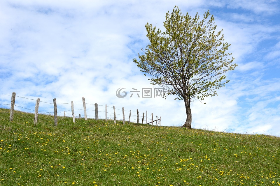 天空,草地,牧場(chǎng)