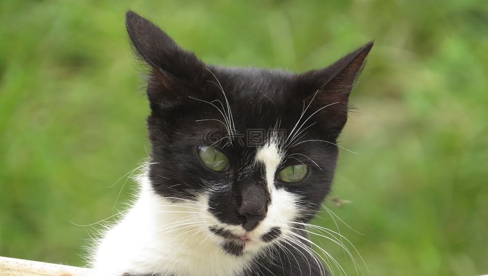动物,猫,猫的眼睛
