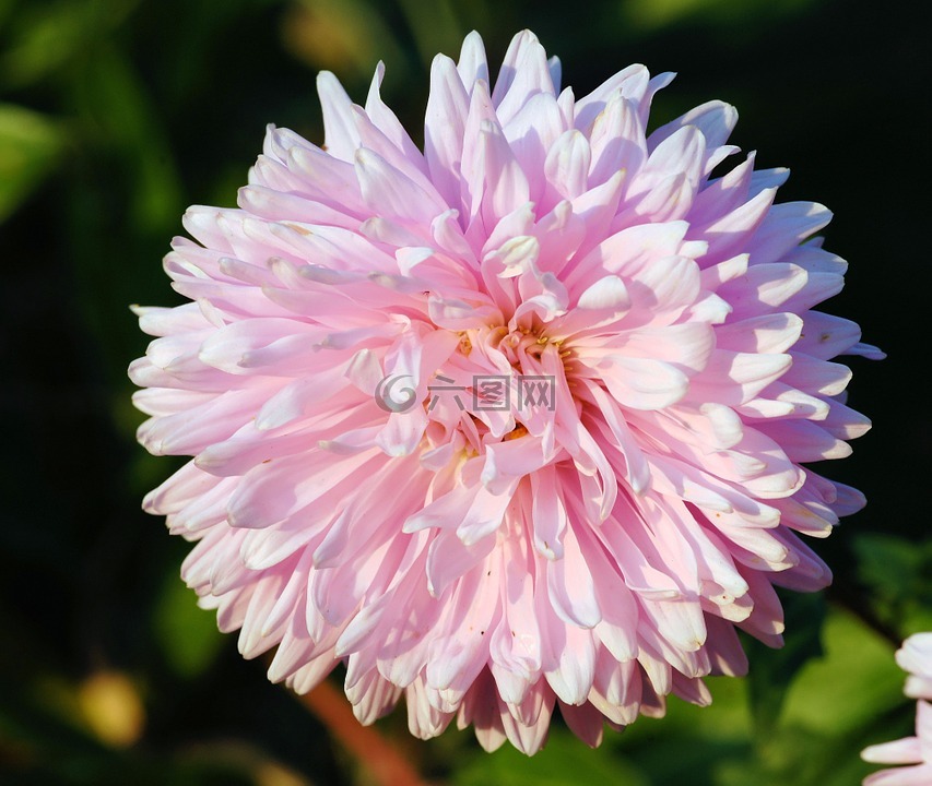 dhali,花,開(kāi)花