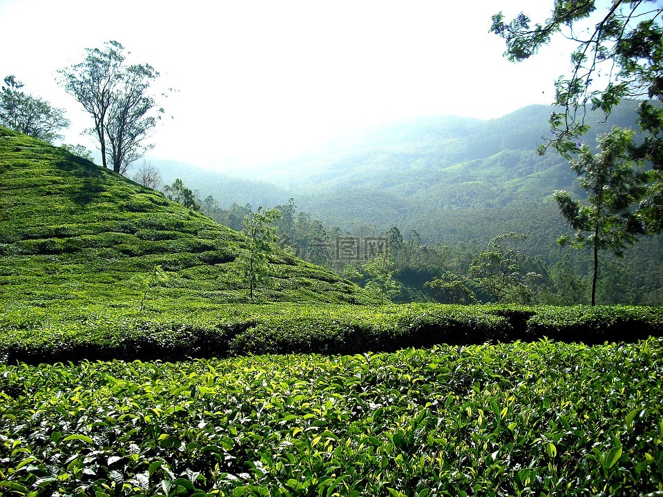 茶園,茶,人工林