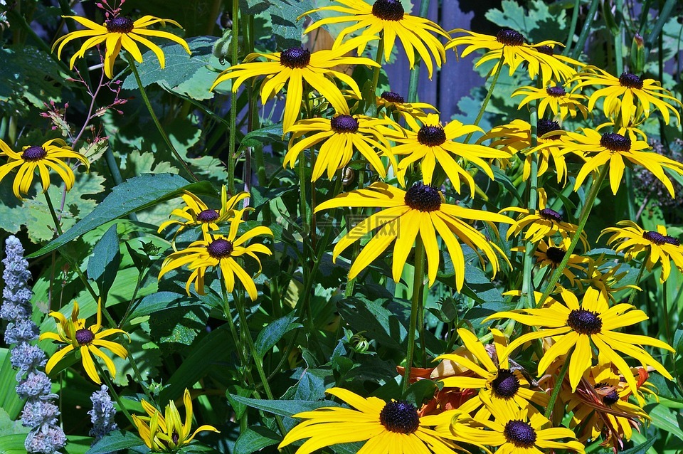 太陽帽子,灌木,黃色 coneflower