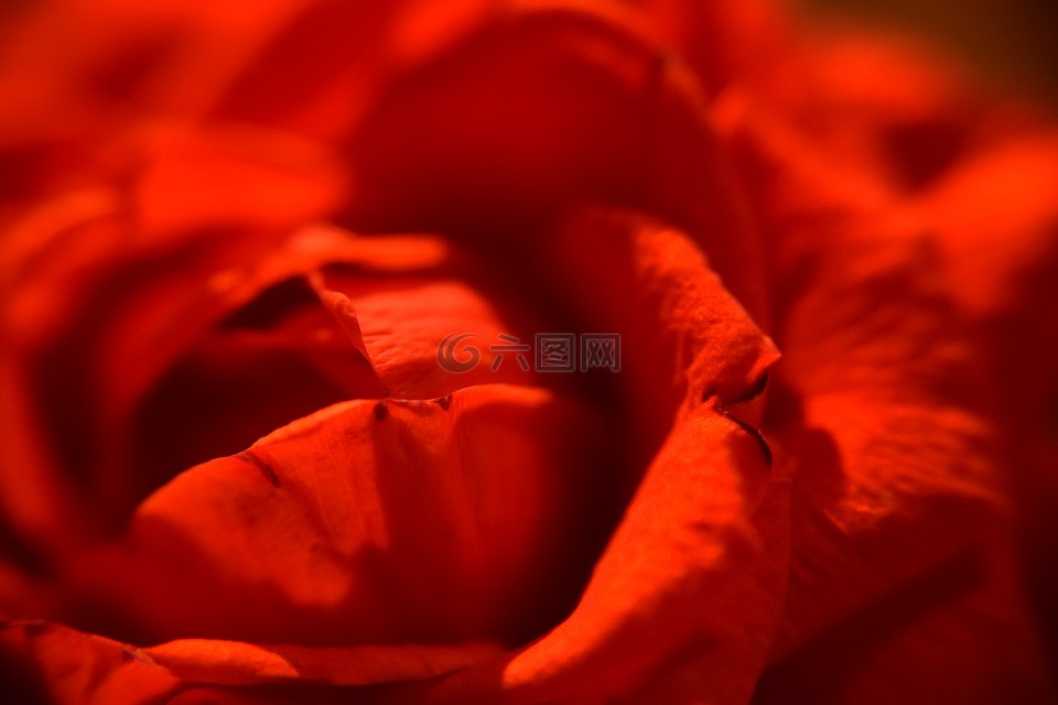 紅玫瑰,玫瑰花瓣,軟