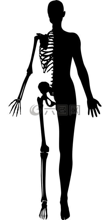 女子,女性,骨骼