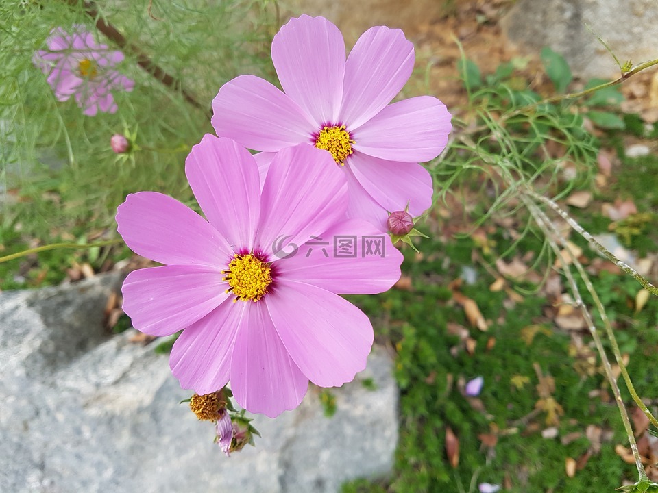 墜花,宇宙,鮮花