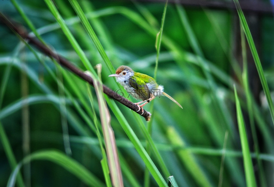 鳥,動物,綠