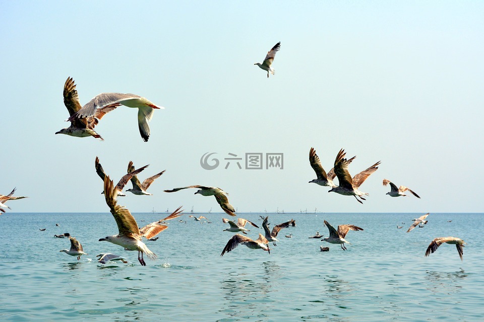 海鷗,stol,鳥類