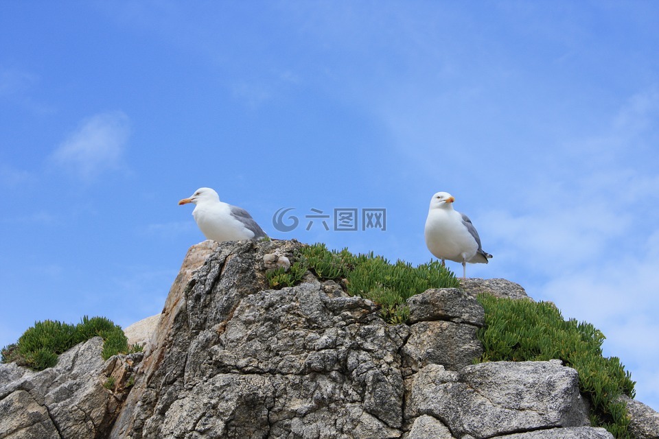 岩,海鸥,鸟