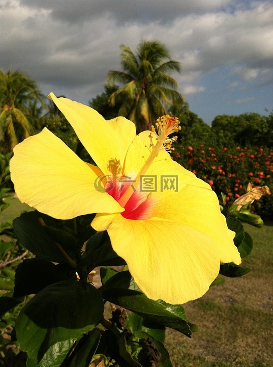 黄色,槿,花