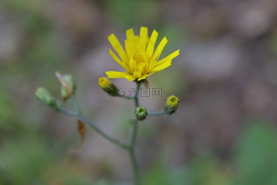 花,黃色,單