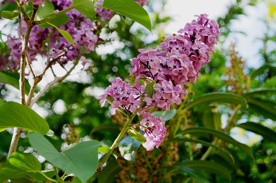 紫丁香,花園,丁香樹枝