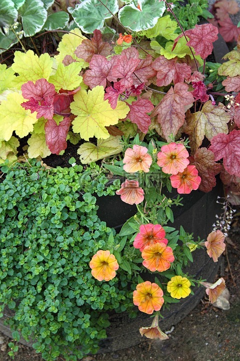 鮮花,盛開,春