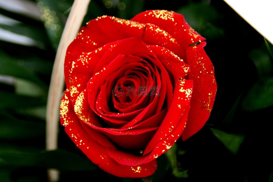 玫瑰,紅色,花瓣