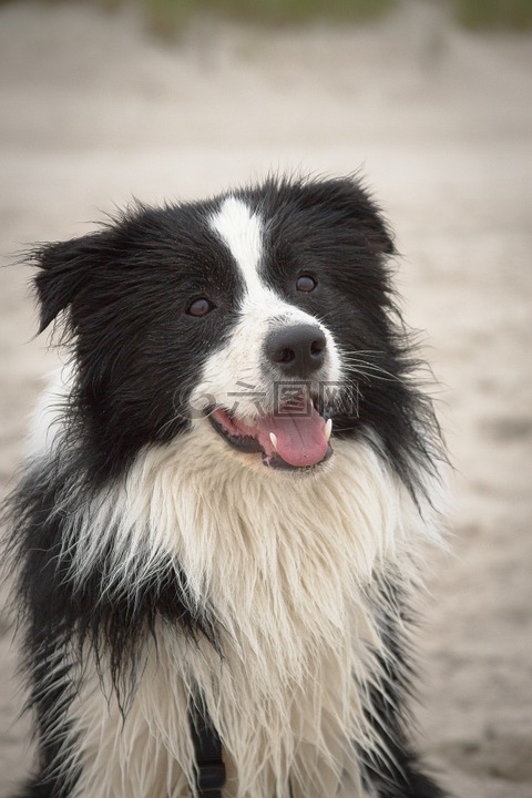 边境牧羊犬,狗,海滩