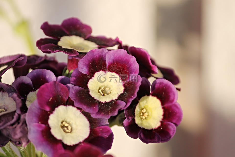 primelart,报春花,花