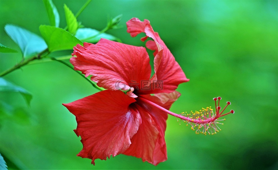 花,熱帶,熱帶花卉