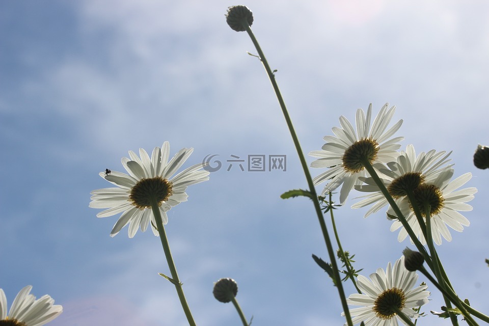 雛菊,白,瑪格麗特