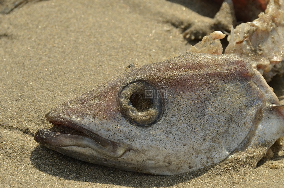 魚,死亡,滅亡