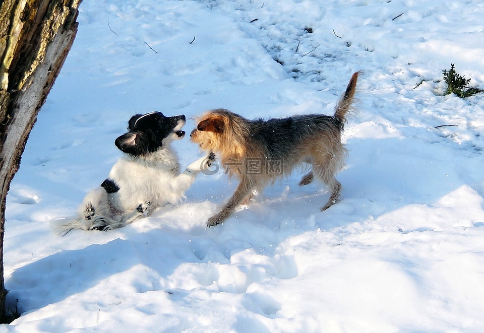 狗,播放,雪