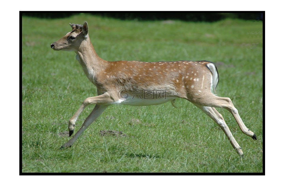 獐鹿,dülmen 德国,野生