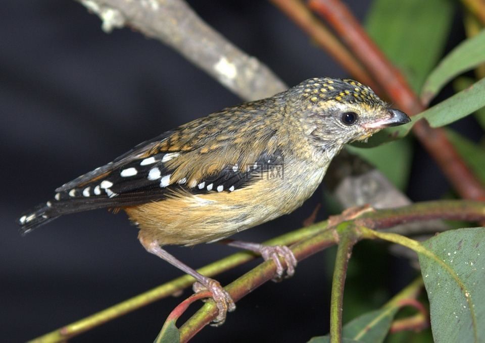 动物,鸟,pardalote