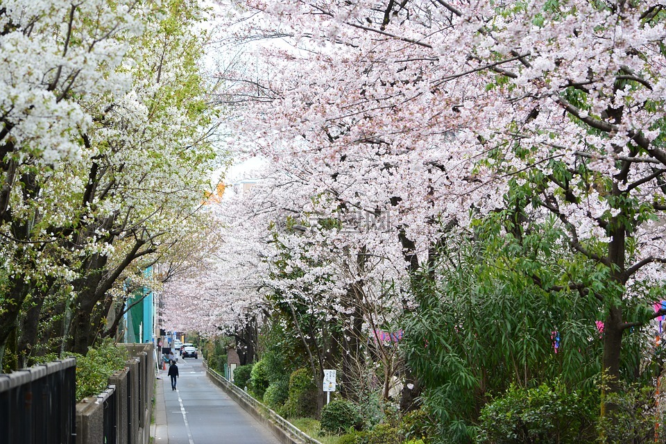 日本,櫻花,滿開