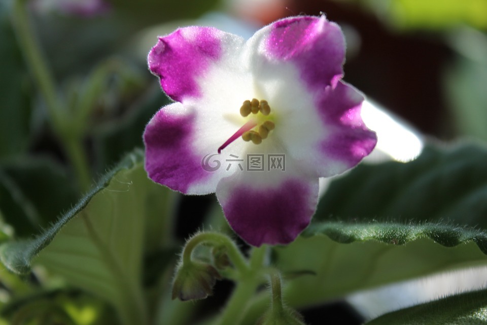 紫羅蘭色,鮮花,花的